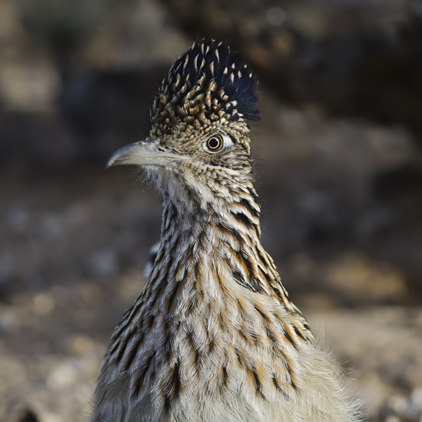 Roadrunner