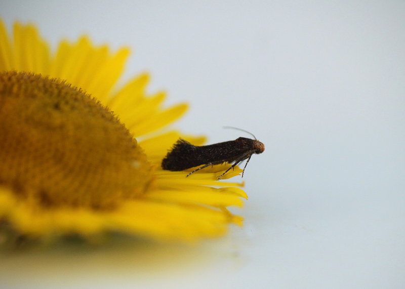 Dark Fleabane Neb
