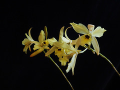 Laelia aurea