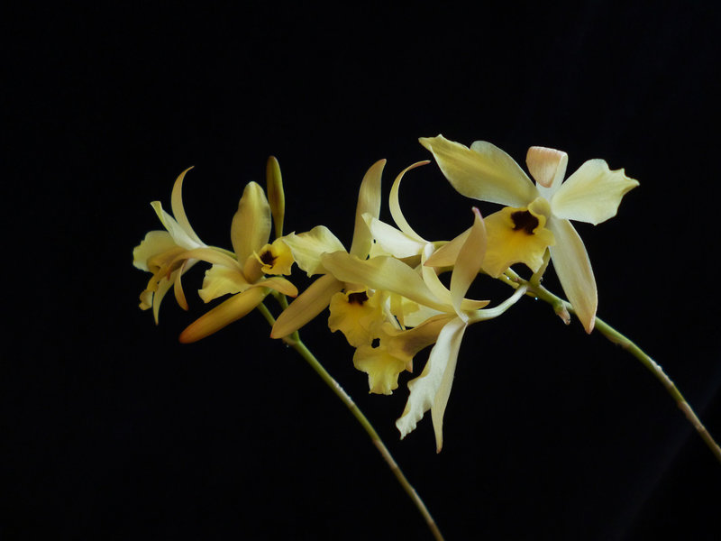 Laelia aurea