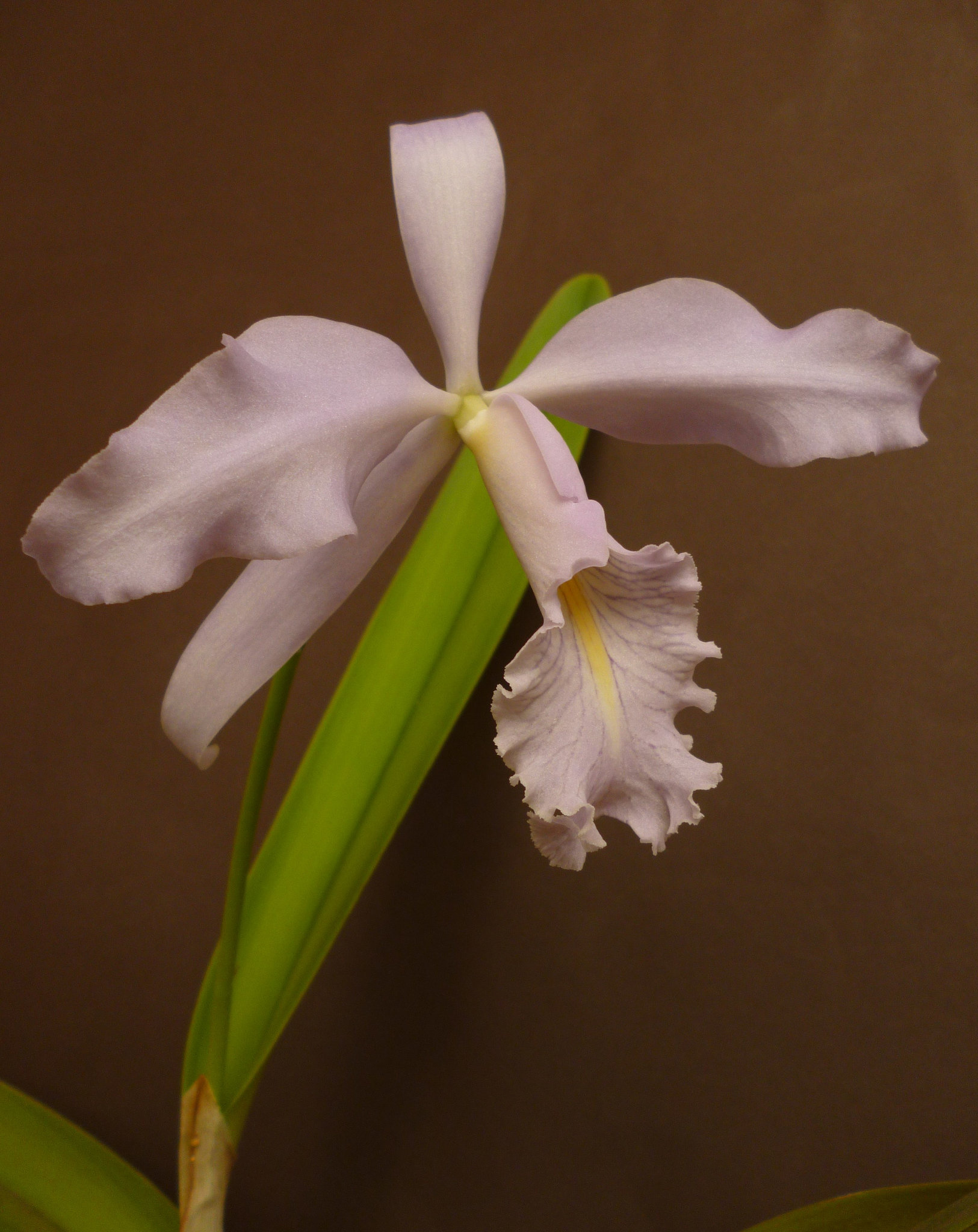 Cattleya maxima var. caerulea 'Hector' AM/AOS x self