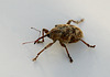 Nut Weevil