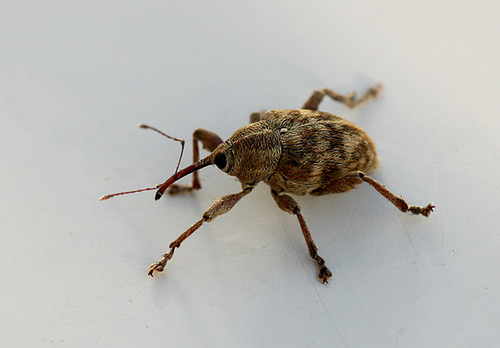 Nut Weevil