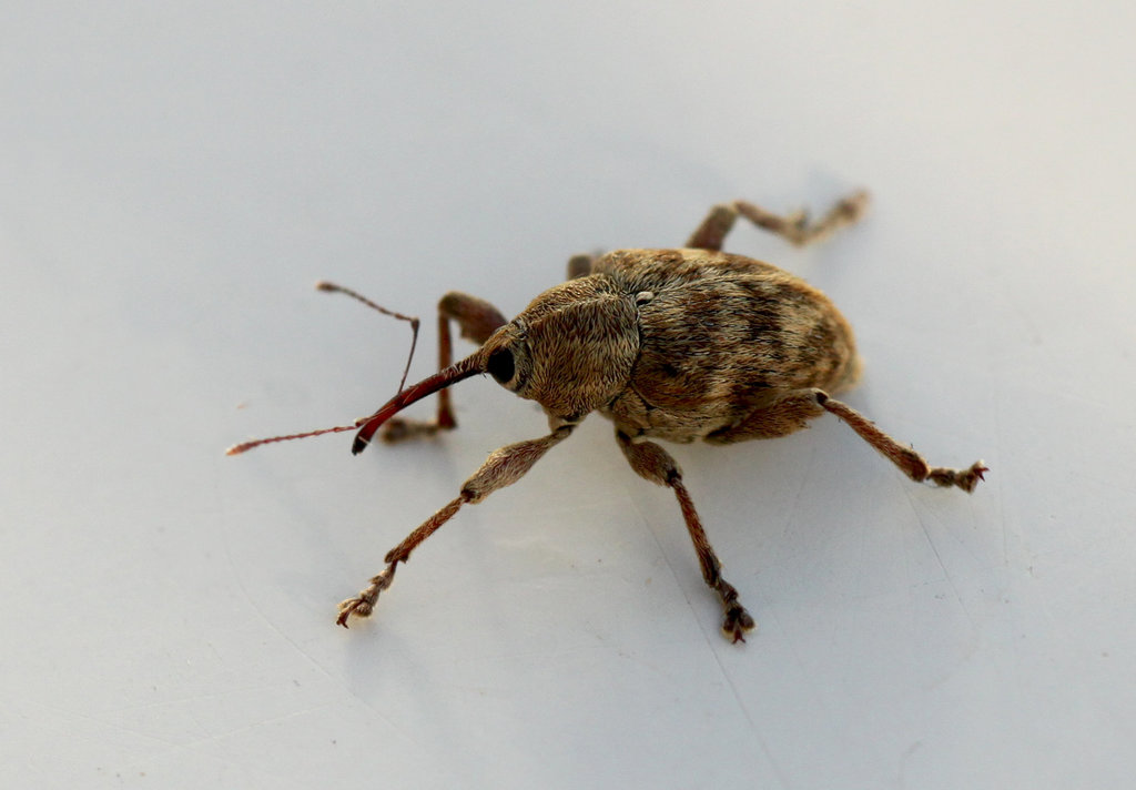 Nut Weevil
