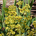 Euphorbia characias variegata (2)