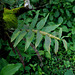 20090924-0159 Dendrobium sp.
