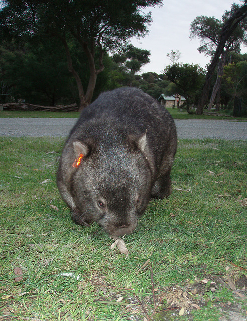 Lena and the wombats