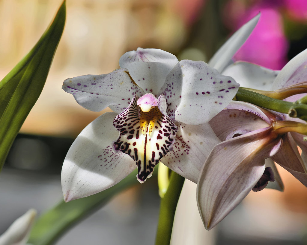 Catching Some Rays – United States Botanic Garden, Washington, DC