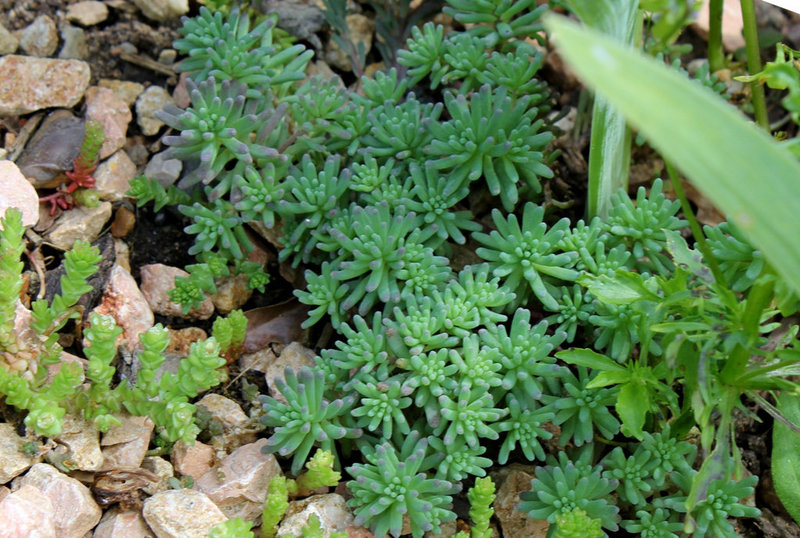 Sedum rubens