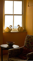 swans in the window