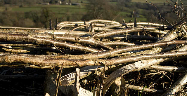 Laid hazel hedge