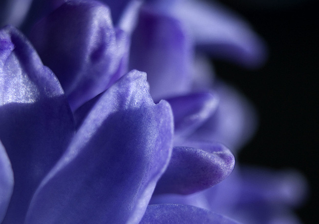 Hyacinth opening