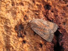 Least Yellow Underwing