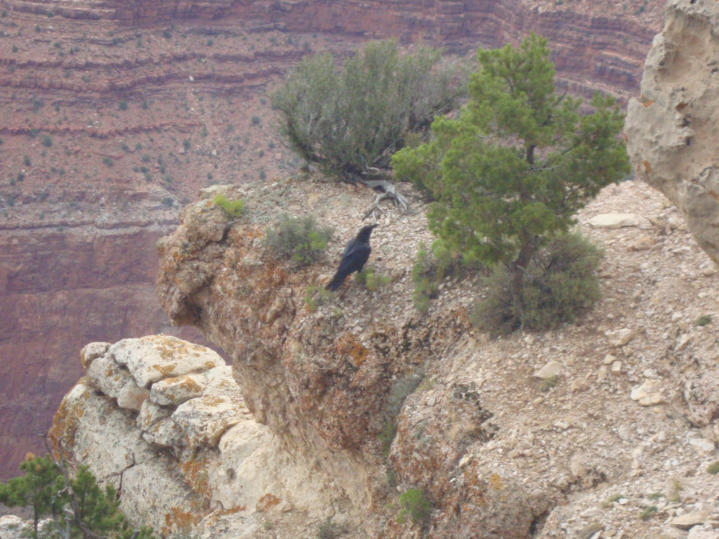 grand canyon 232