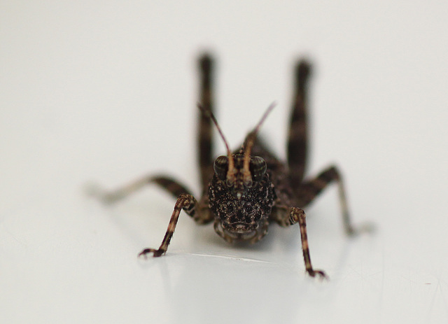 Common Groundhopper Face