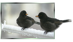 Blackbirds... ©UdoSm