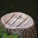 Tree stump