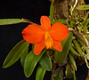 Sophronitis (grandiflora?)