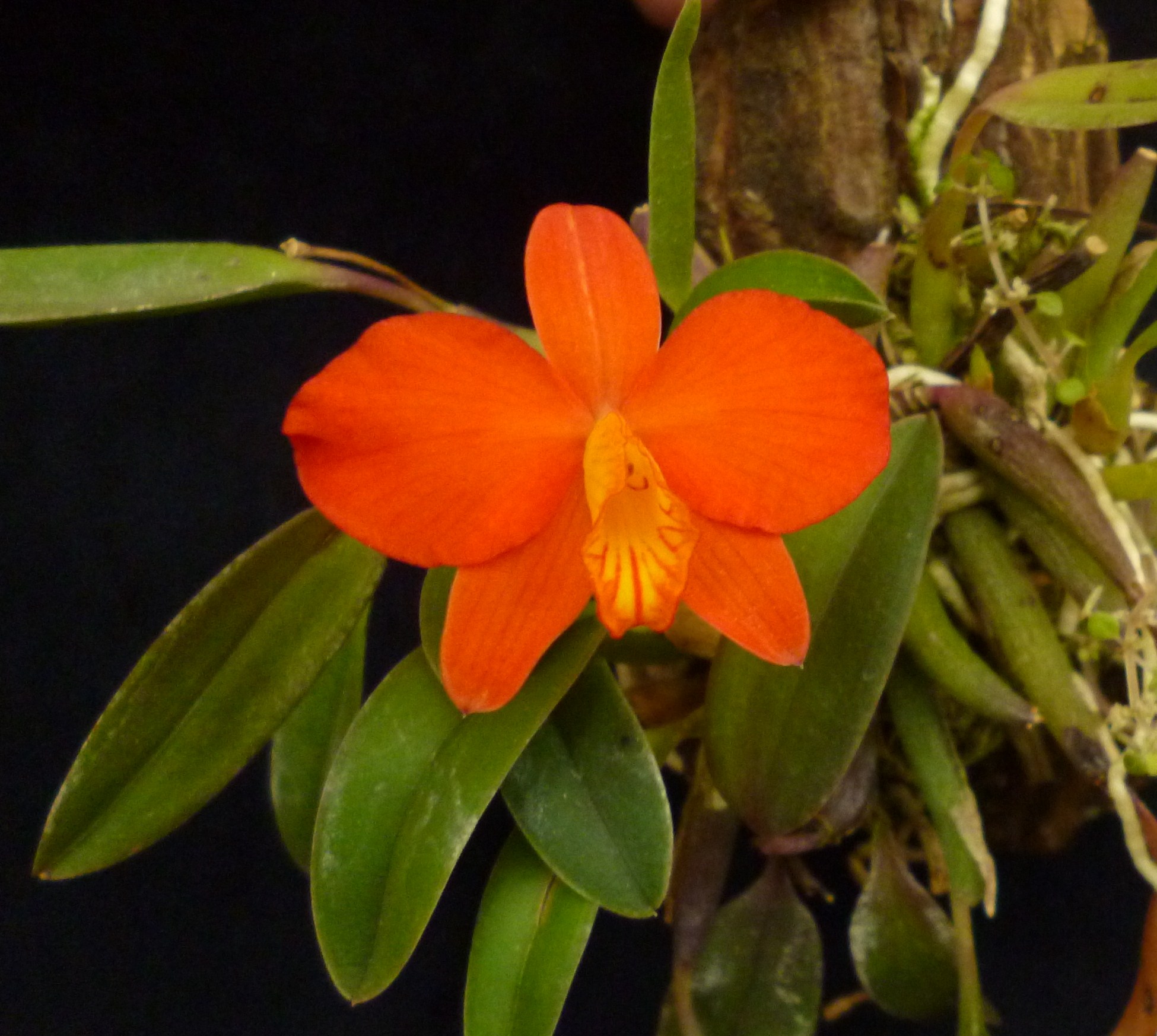 Sophronitis (grandiflora?)