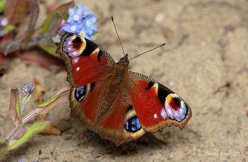 Peacock