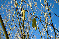 So how do you sex a hazel catkin?