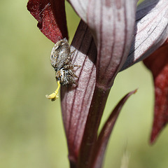 Pollinisation :-)