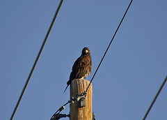 Harris' Hawk