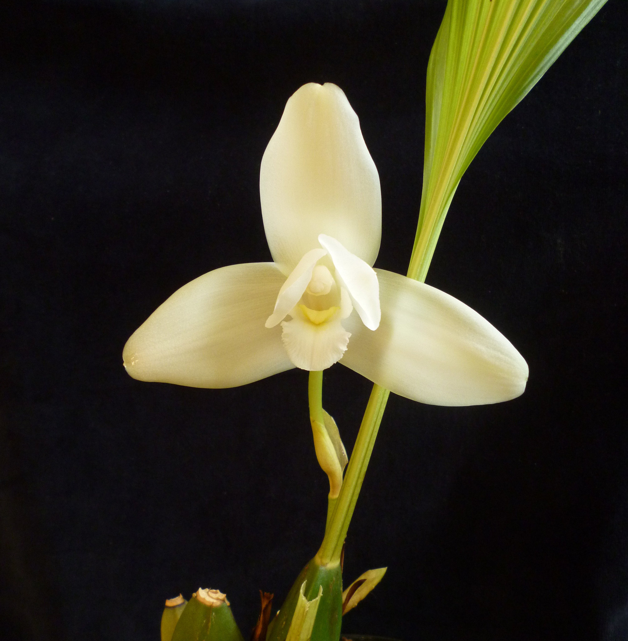 Lycaste