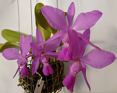 Cattleya walkeriana