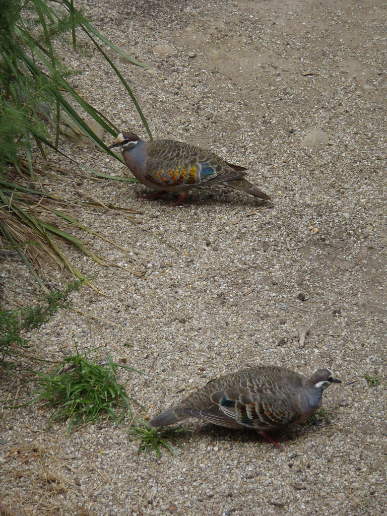 bronzewing pigeons