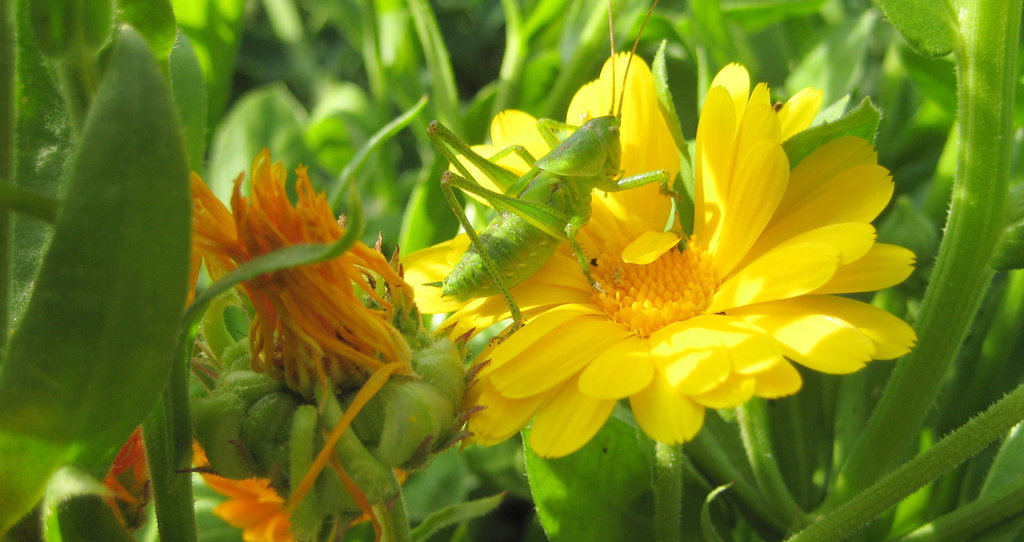 Heuschrecke auf einer Ringelblume