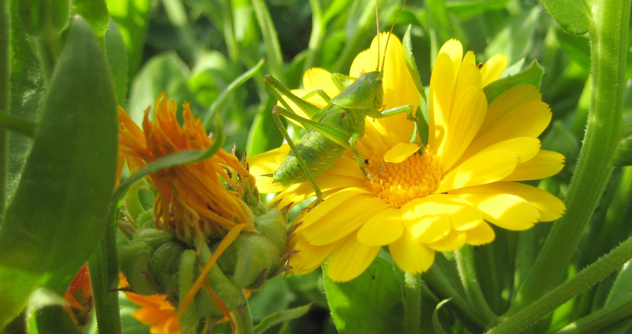 Heuschrecke auf einer Ringelblume