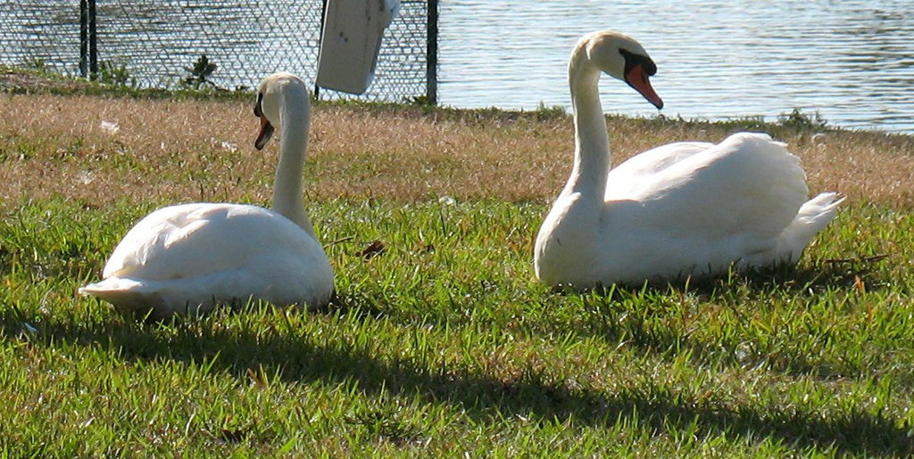 Elegant Bookends . .