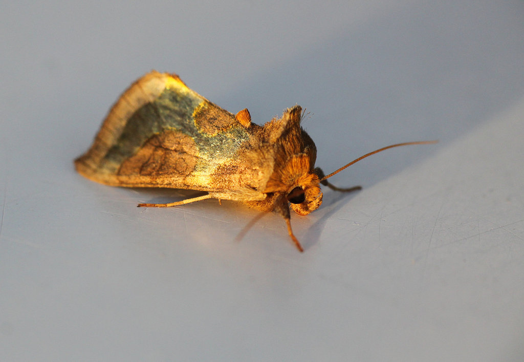 Burnished Brass