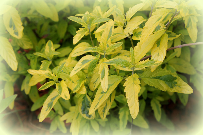 Caryopteris