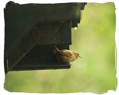 Wren / Roitelet des Haies