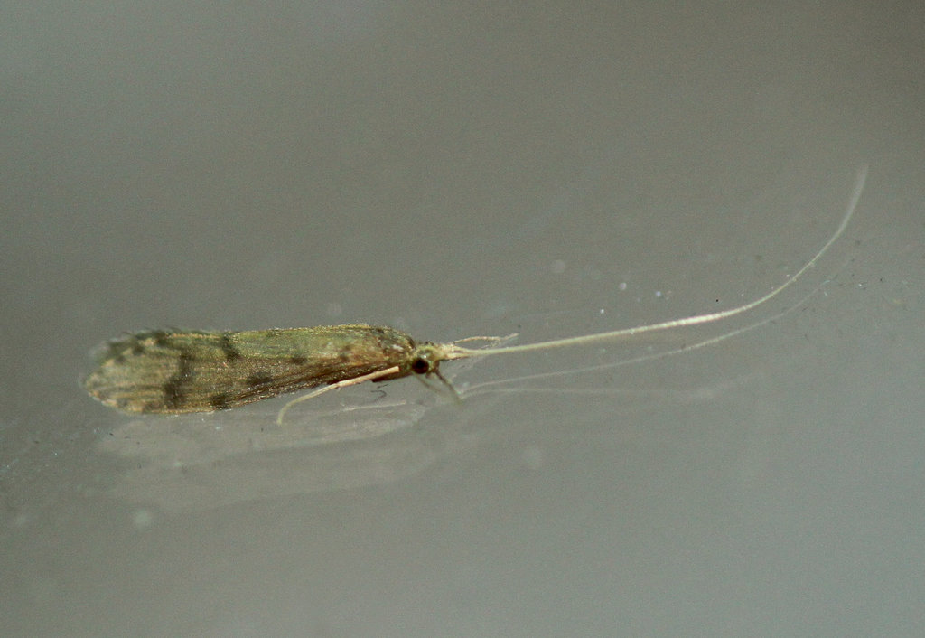 Caddisfly