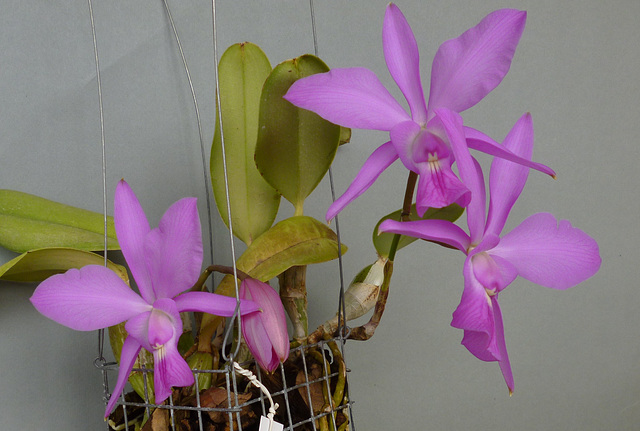 Cattleya walkeriana