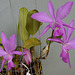 Cattleya walkeriana