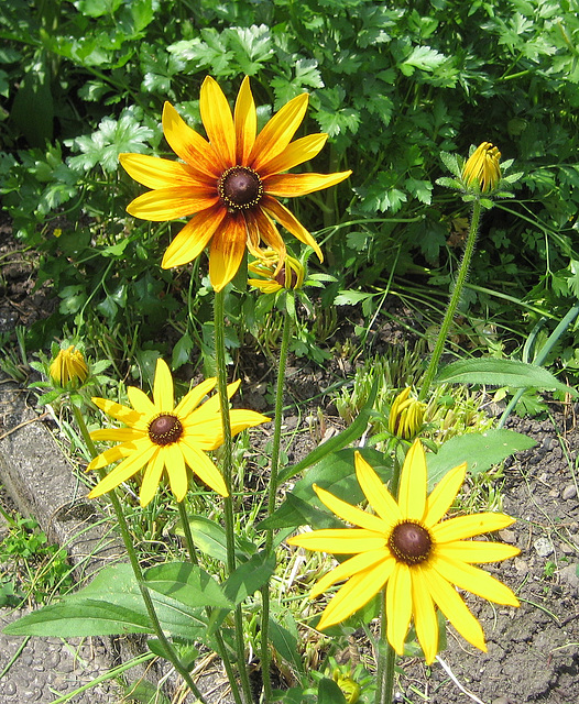 Rudbeckia