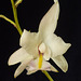 Laelia albida