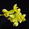 Catasetum cirrhaeoides