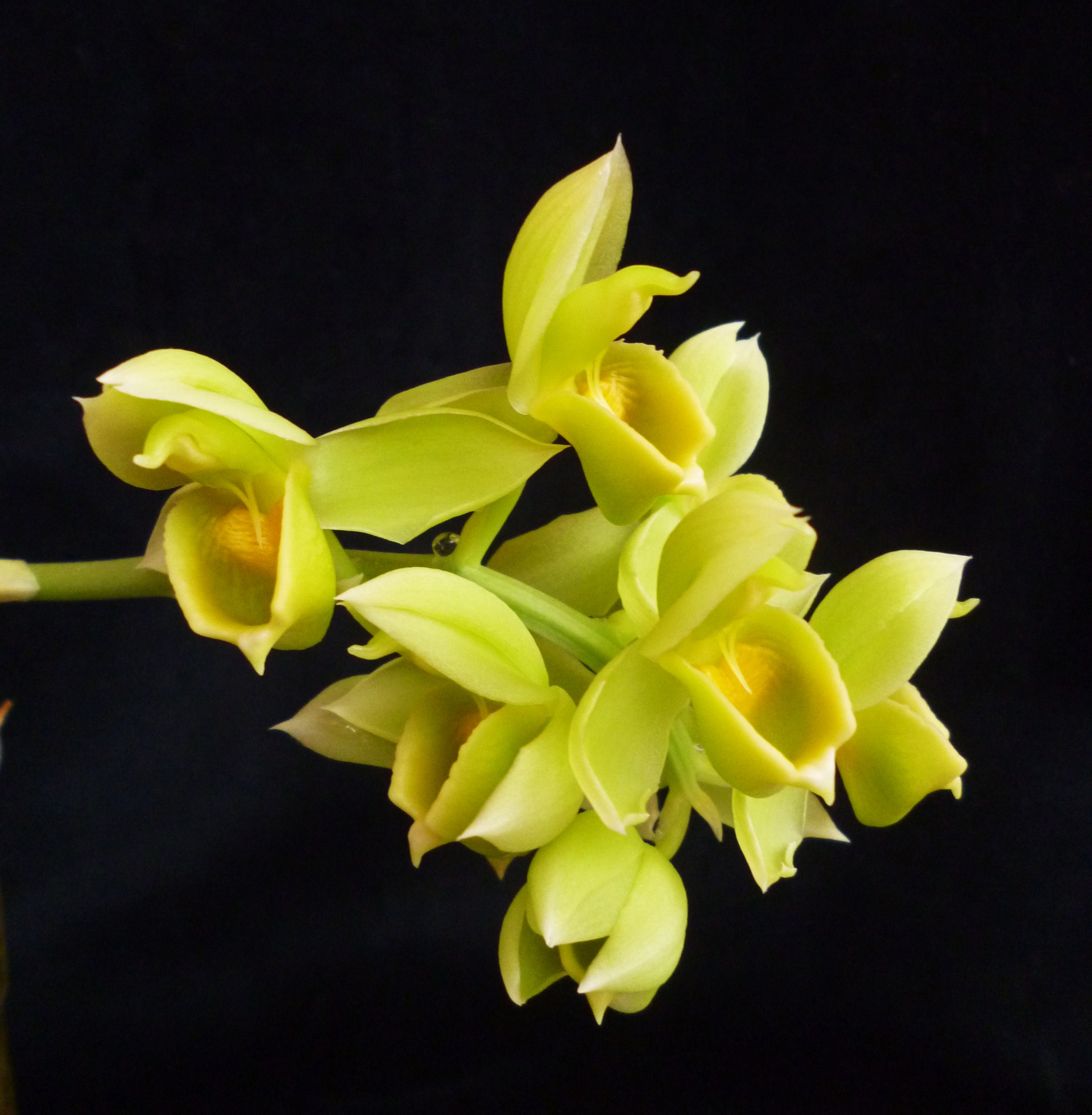 Catasetum cirrhaeoides