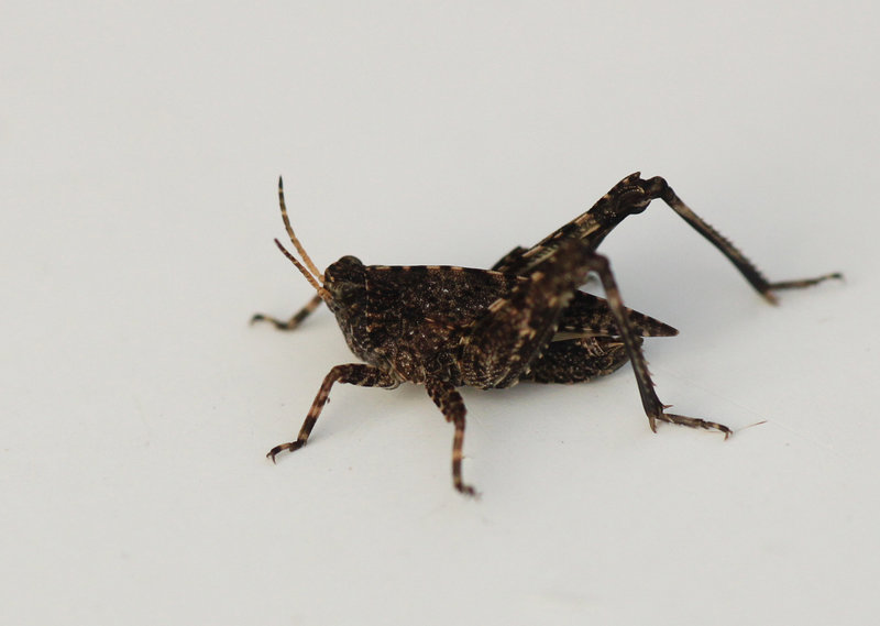 Common Groundhopper
