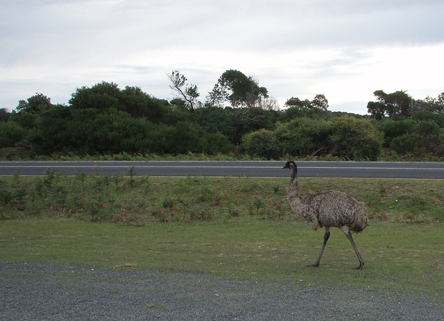 emus at Wilsons Prom