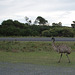 emus at Wilsons Prom