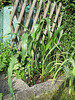 Mais (Zea mays)