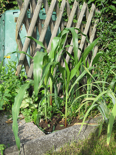 Mais (Zea mays)