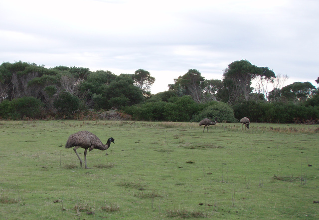 emus at Wilsons Prom