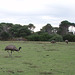 emus at Wilsons Prom